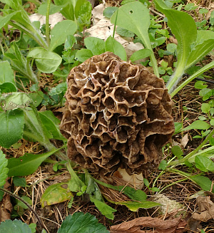 Morel fruiting body