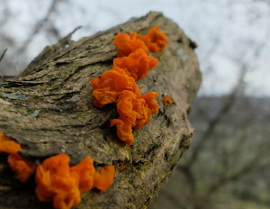Yellow Brain fungus