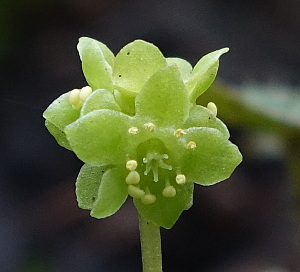Moschatel flower