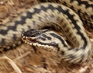 Adder