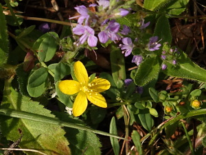 Hypericum humifusum