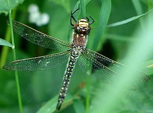 Hairy Dragonfly