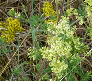 Hybrid Bedstraw