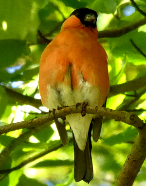 Bullfinch