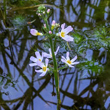 Water-violet